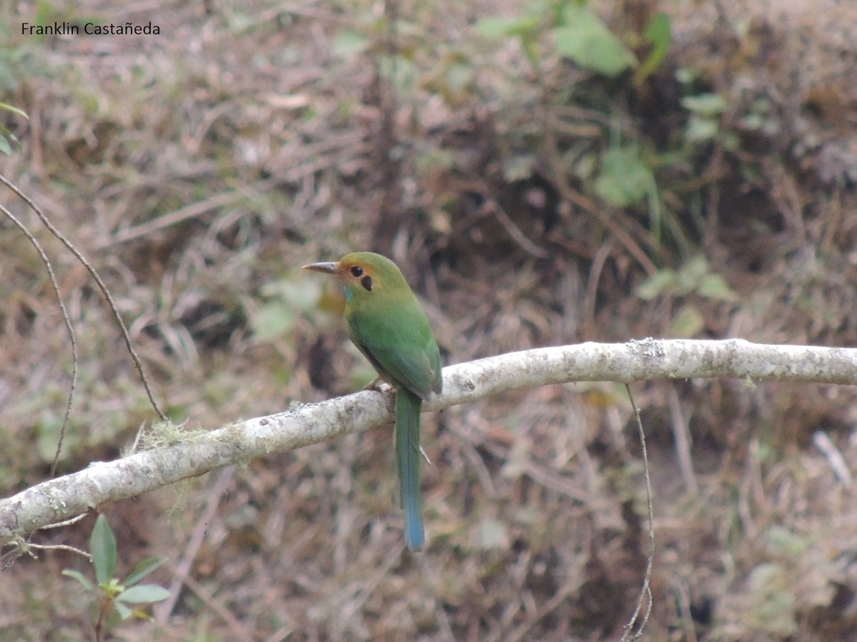 Motmot à gorge bleue - ML65499781