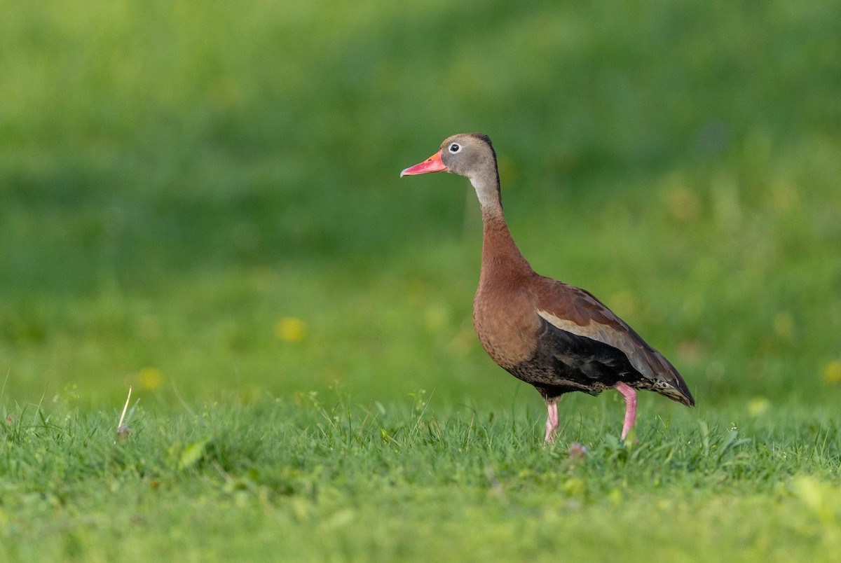 Black-bellied Whistling-Duck - ML654997972