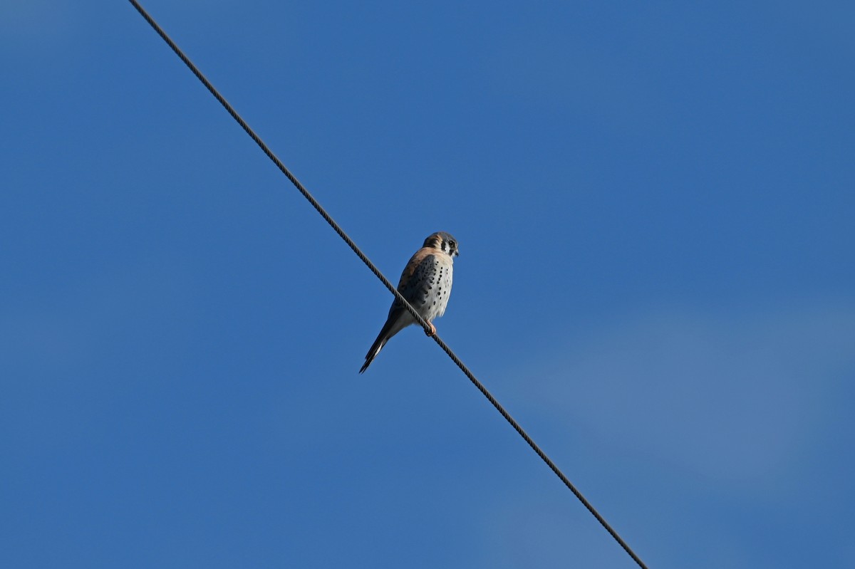 American Kestrel - ML654998847