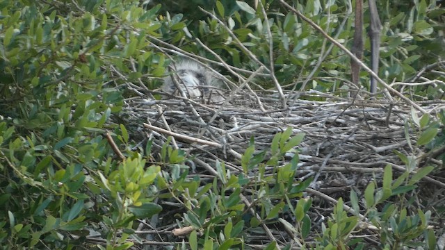 Garza Azulada - ML655000110