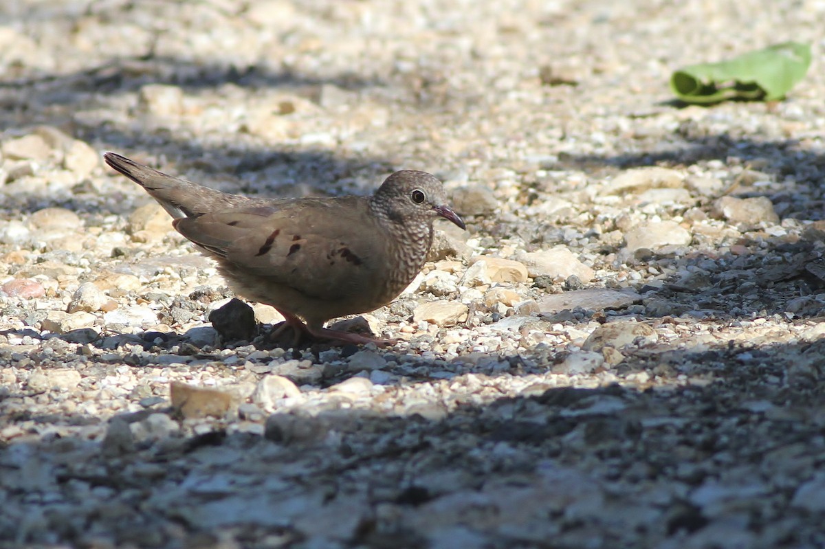 Common Ground Dove - ML65500021