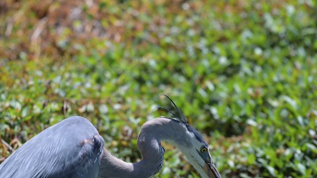 Garza Azulada (grupo herodias) - ML655000491