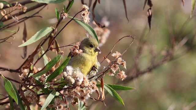 Lesser Goldfinch - ML655000946