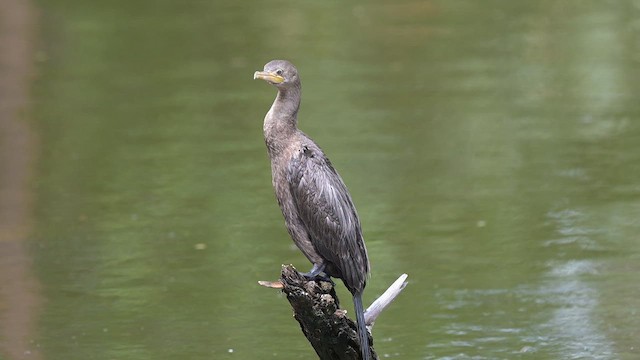 Neotropic Cormorant - ML655001038