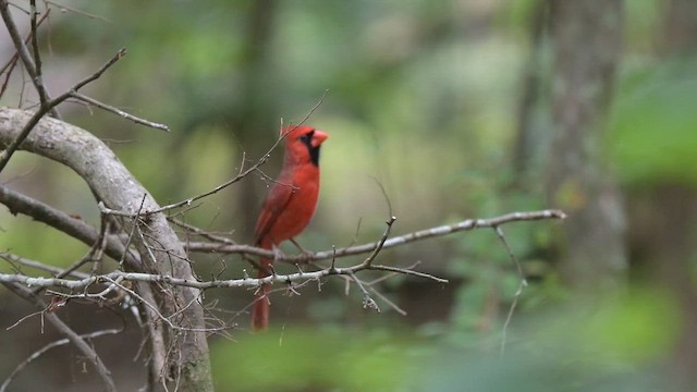 Northern Cardinal - ML655001052