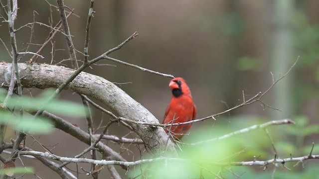 Northern Cardinal - ML655001066