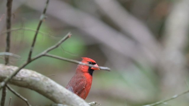 Northern Cardinal - ML655001116