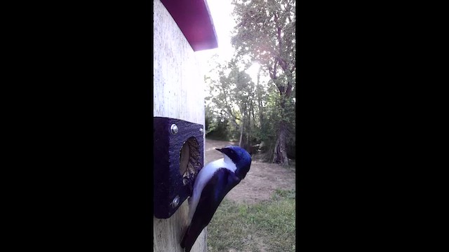 Tree Swallow - ML655001226