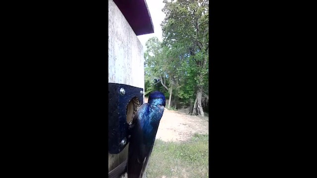 Tree Swallow - ML655001228