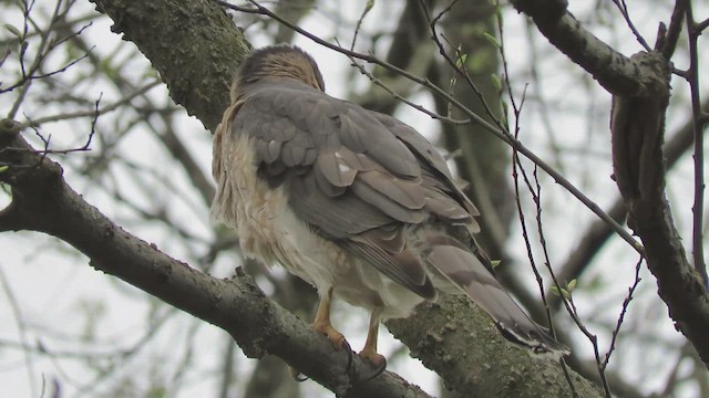 Cooper's Hawk - ML655001252