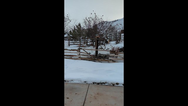 Red-winged Blackbird - ML655001269