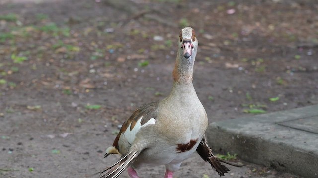 Egyptian Goose - ML655001291