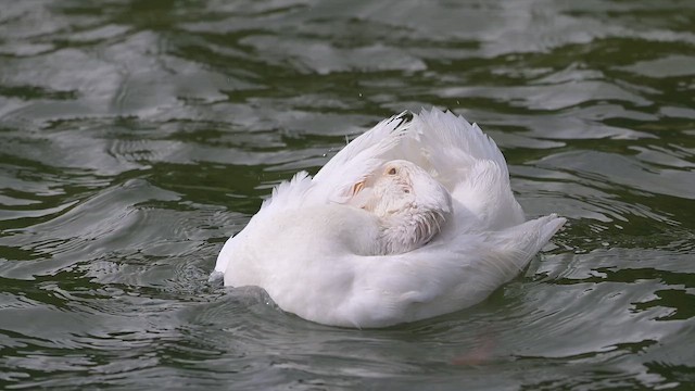 Mallard (Domestic type) - ML655001352