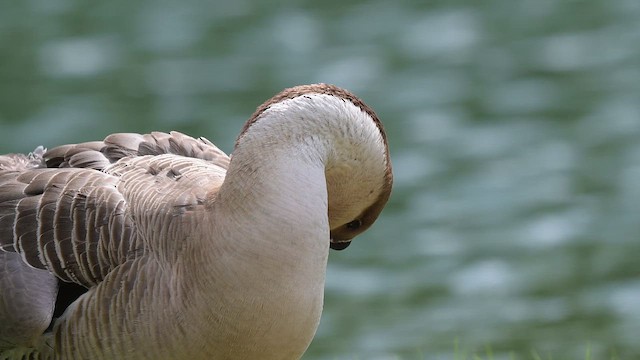 Ánsar Cisnal (variedad doméstica) - ML655001401