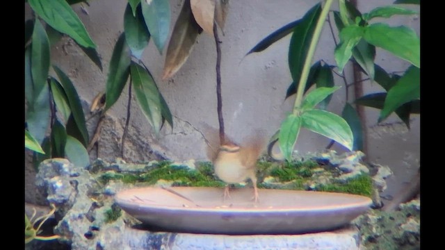 Swainson's Warbler - ML655001429