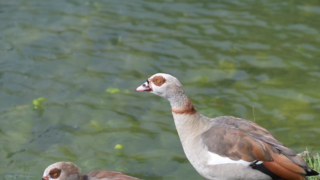Egyptian Goose - ML655001435
