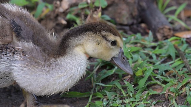Muscovy Duck (Domestic type) - ML655001477
