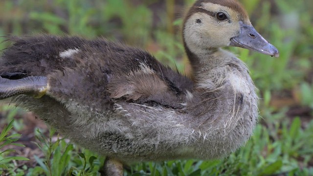 Muscovy Duck (Domestic type) - ML655001549