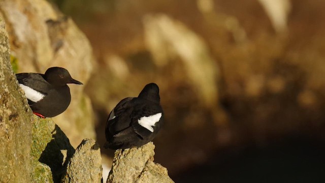 Pigeon Guillemot - ML655001566