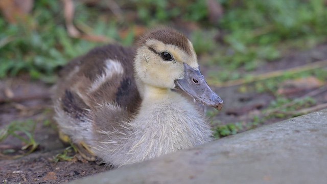 Muscovy Duck (Domestic type) - ML655001574