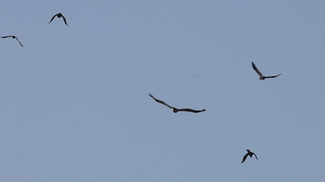 Booted Eagle - ML655001601