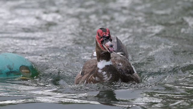 Muscovy Duck (Domestic type) - ML655001624