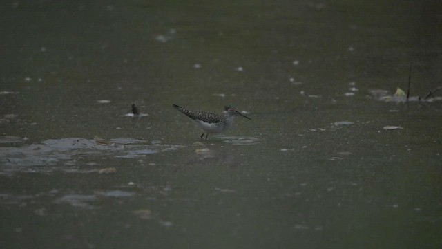 Solitary Sandpiper - ML655001627