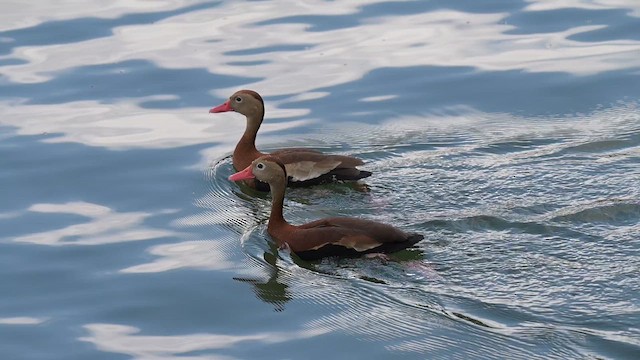 Black-bellied Whistling-Duck (Northern) - ML655001682