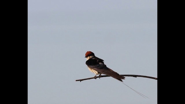 Wire-tailed Swallow - ML655001709