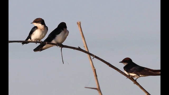 Wire-tailed Swallow - ML655001777