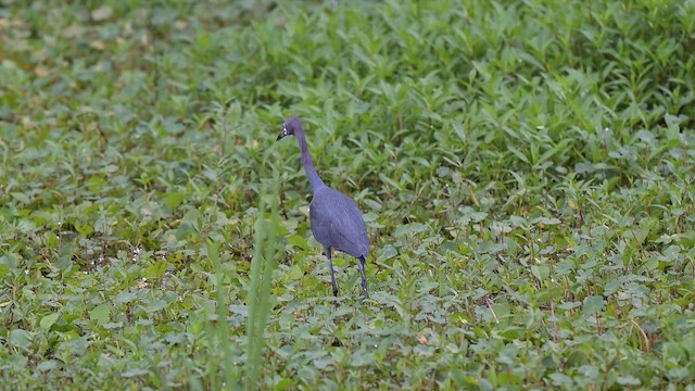 Little Blue Heron - ML655001834