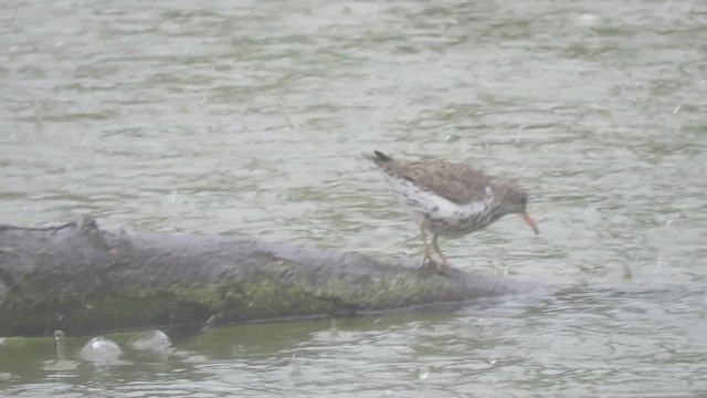 Spotted Sandpiper - ML655001852