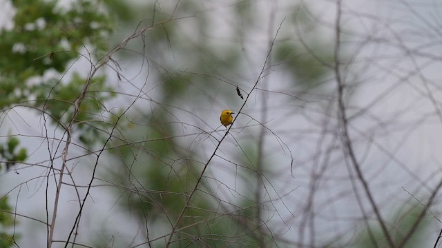 Prothonotary Warbler - ML655001869