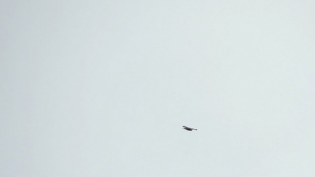 Broad-winged Hawk - ML655001901