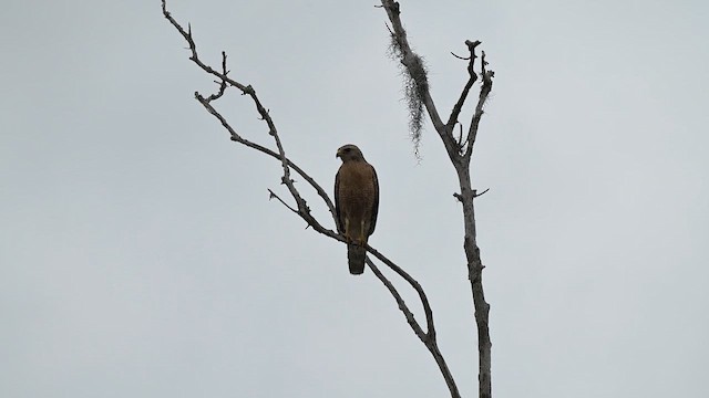 Red-shouldered Hawk - ML655001927