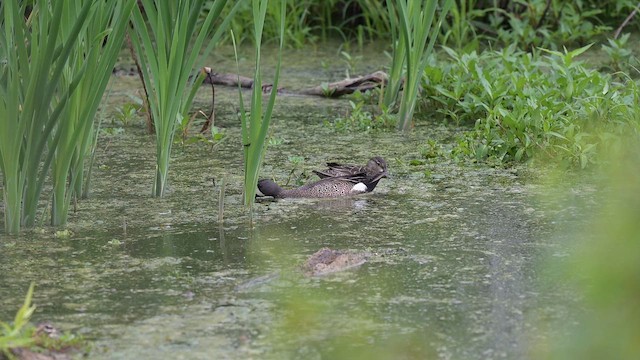 Blue-winged Teal - ML655001953