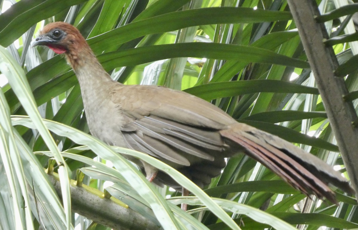Variable Chachalaca - ML655002362