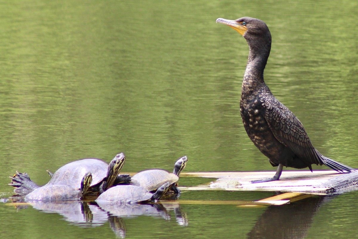 Double-crested Cormorant - ML655002581