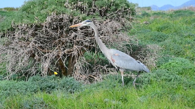Garza Azulada - ML655003656