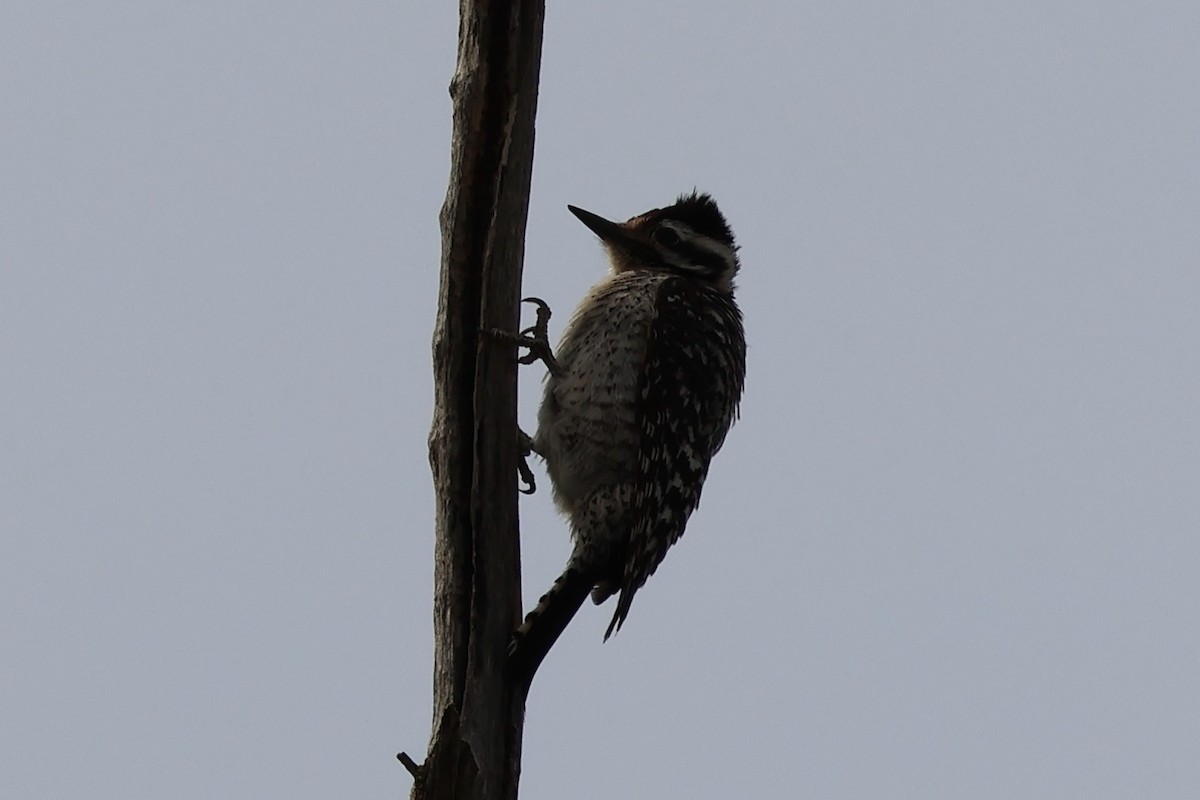 Ladder-backed Woodpecker - ML655003790