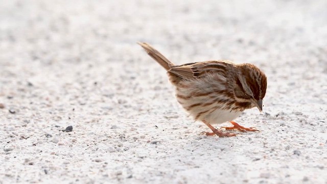 Song Sparrow - ML655004035