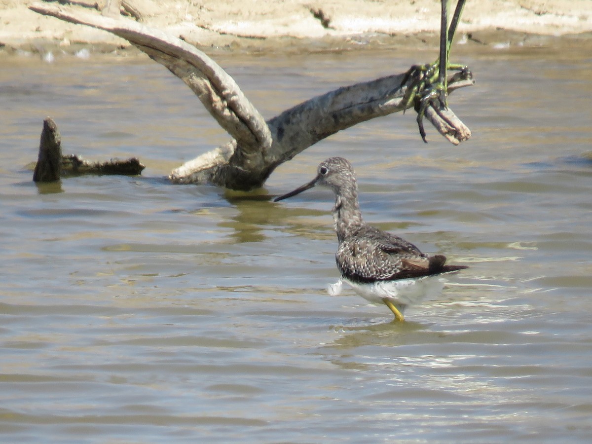 Greater Yellowlegs - ML65500451