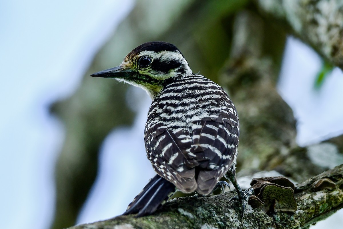 Ladder-backed Woodpecker - ML655004698