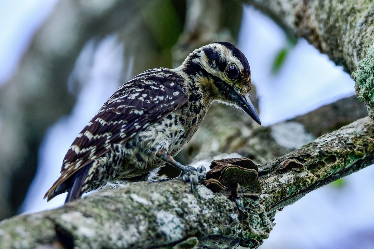 Ladder-backed Woodpecker - ML655004699