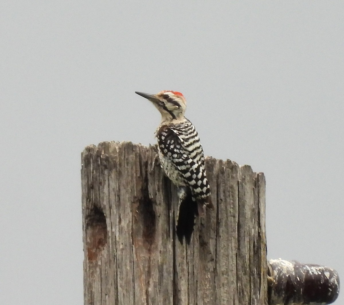 Ladder-backed Woodpecker - ML655005333