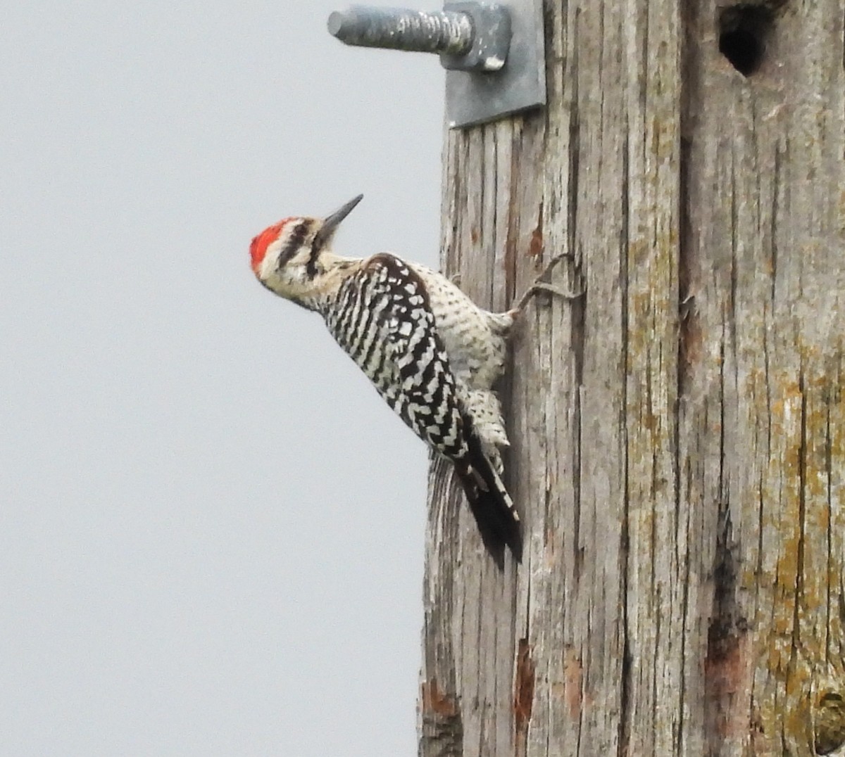 Ladder-backed Woodpecker - ML655005437