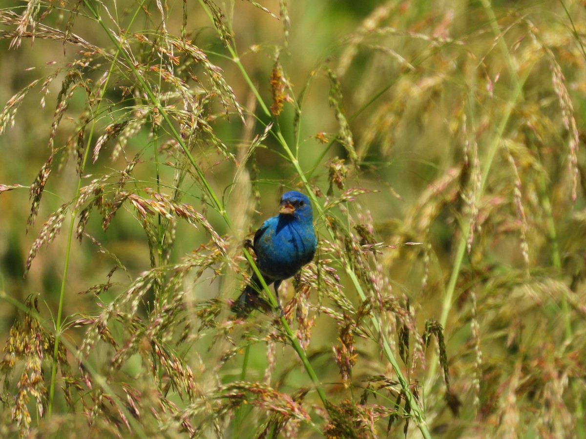 Indigo Bunting - ML655007040