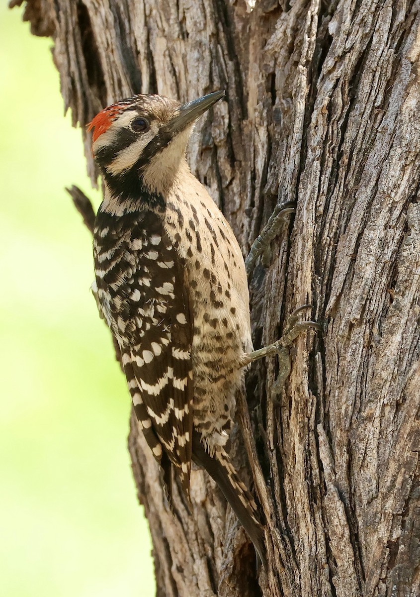 Ladder-backed Woodpecker - ML655007260