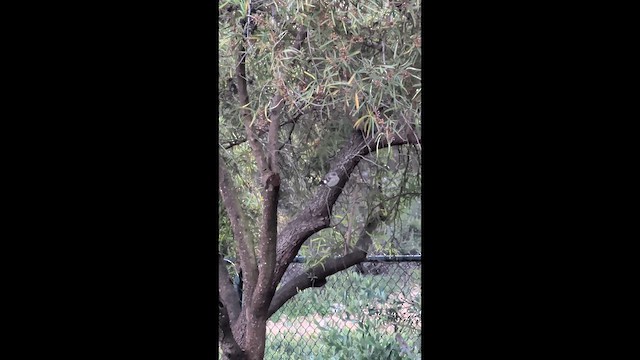Northern Mockingbird - ML655007532