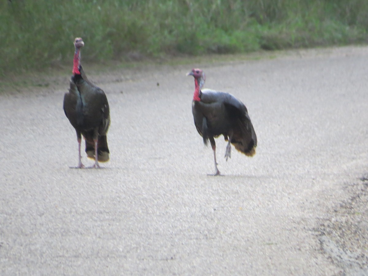 Wild Turkey - ML655008127